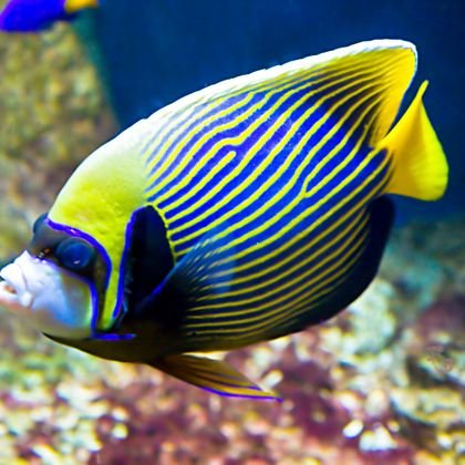 Angelfish
