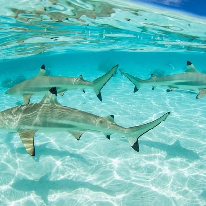 Blacktip reef shark