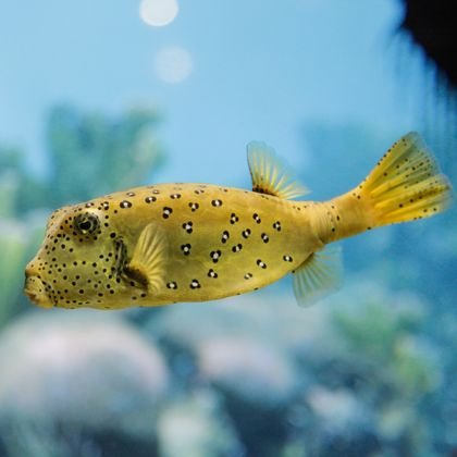 Boxfish