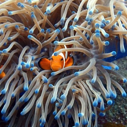 Clownfish