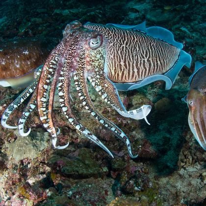 Cuttlefish