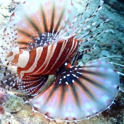Lionfish