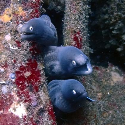 Moray eels