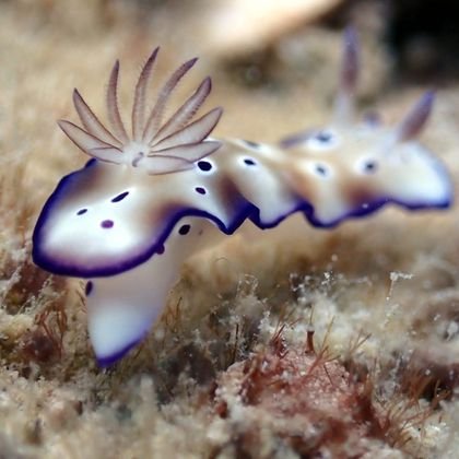 Nudibranch