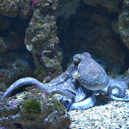 Octopus