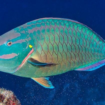 Parrotfish