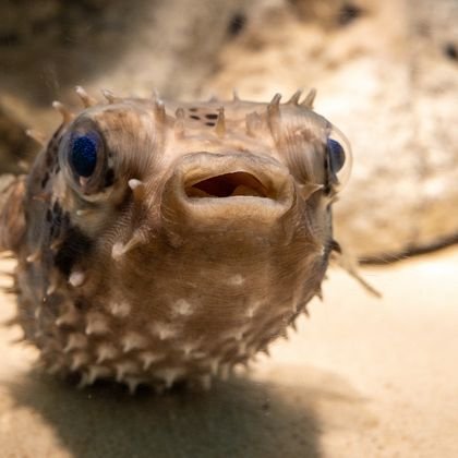 Pufferfish