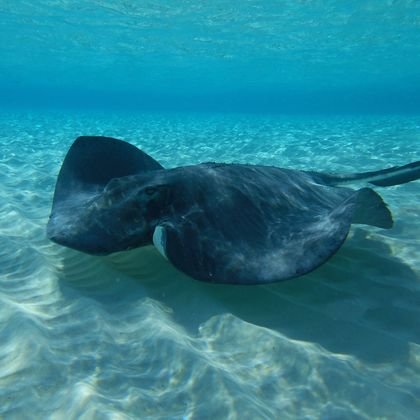 Stingray