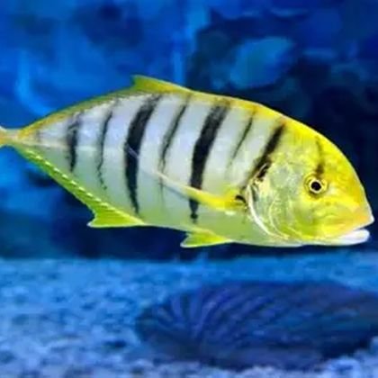 Trevally