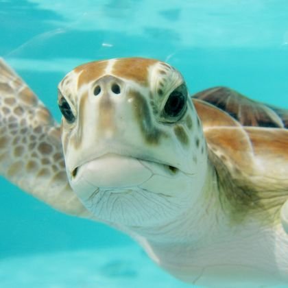 Turtles