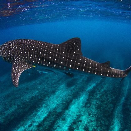 Whale shark