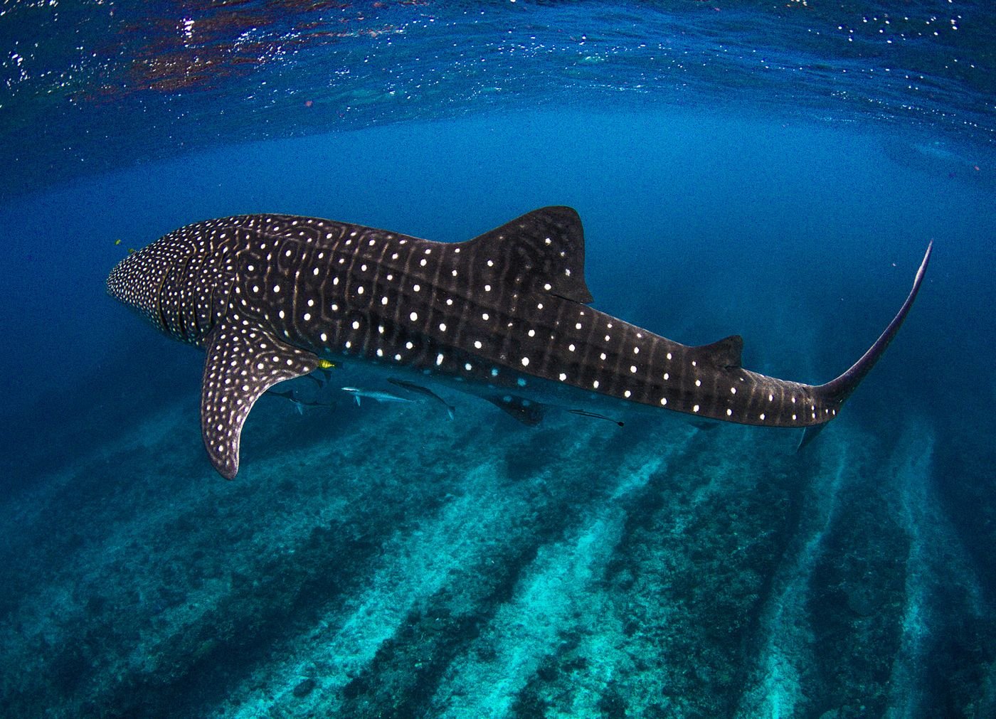 Whale shark over a sandy seabed
