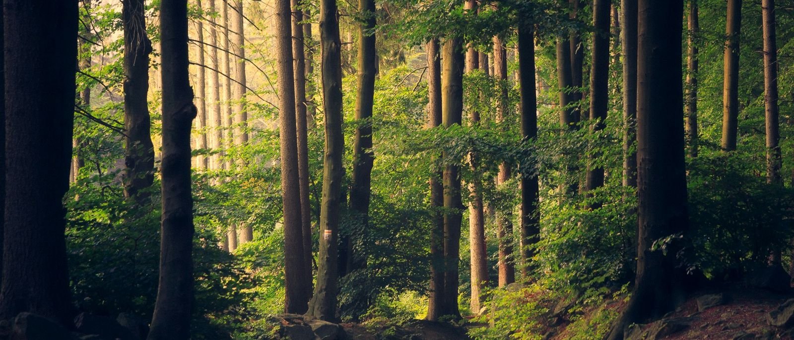 Nature as Medicine: How Much Time Outdoors Do You Really Need?